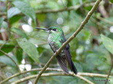 Colibri - Costa Rica